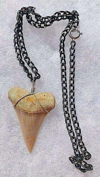 Huge Pink Cream - Colored Shark Tooth Necklace - 2.  25 "