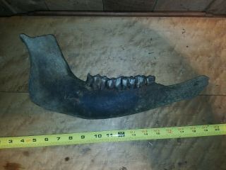 Prehistoric Bison Jawbone Large Fossil Petrified