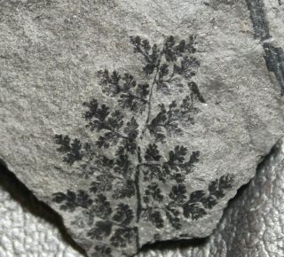 Sphenopteris Schatzlarensis - Rare Carboniferous Fossil Fern