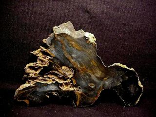 Rw Polished " Petrified Wood Specimen " From Hubbard Basin