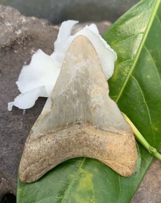 2.  20” Bone Valley Megalodon Shark Tooth - Real Fossil No Repair Or Restoration