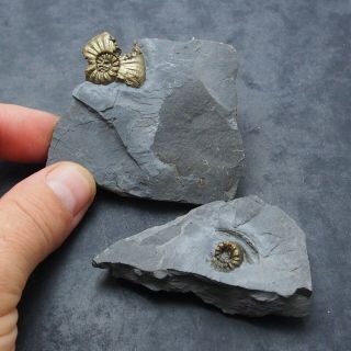 2x Amaltheus Ammonite Pyrite Mineral Fossil Fossilien Ammoniten France