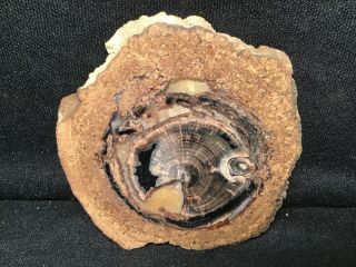 Rw “petrified Wood Round” From Blue Forest In Wyoming