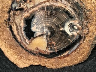 RW “PETRIFIED WOOD ROUND” from BLUE FOREST in WYOMING 2