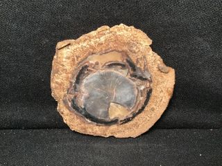 RW “PETRIFIED WOOD ROUND” from BLUE FOREST in WYOMING 3