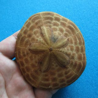 Clypeaster Virescens 82.  5mm Sea Urchin Sand Dollar