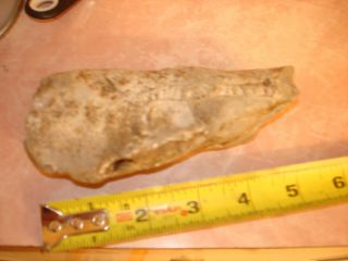 Prehistoric Petrified Fossil Specimen Unknown Animal Or Maybe Jawbone? As - Is