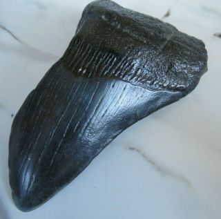 Fossil Megalodon Shark Tooth,  3 1/2 Inches