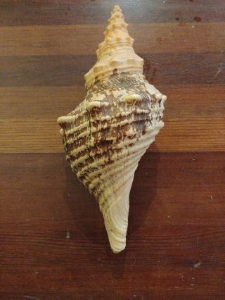 Large Natural Spiral Conch Cone Sea Shell 9 Inches Long 5 " Wide