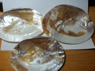 3 Large 6 " Abalone Mother Of Pearl Sea Shells
