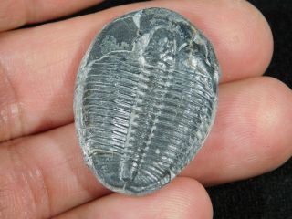 A Larger 100 Natural 500 Million Year Old Elrathia Trilobite Fossil Utah 4.  40