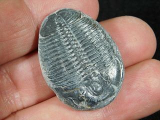 A Larger 100 Natural 500 Million Year Old Elrathia Trilobite Fossil Utah 4.  40 2