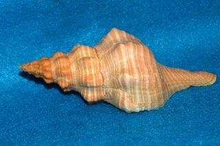 Pleuroploca Gigantea 151mm W/o Florida Usa - Orange Horse Conch