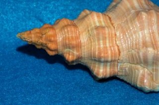Pleuroploca gigantea 151mm w/o Florida USA - Orange Horse Conch 2