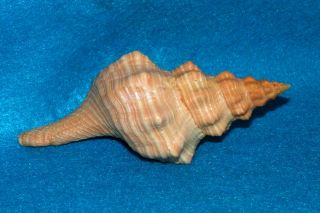 Pleuroploca gigantea 151mm w/o Florida USA - Orange Horse Conch 3