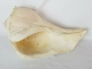 White 13” Inch Large Trumpet Sea Shell Conch Tiki Bar / Ocean / Real