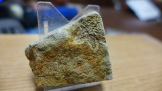 Geological Enterprises Silurian Fossil Starfish Australaster Giganteus Victoria