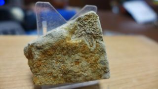 GEOLOGICAL ENTERPRISES Silurian fossil Starfish Australaster giganteus Victoria 2