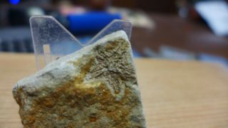 GEOLOGICAL ENTERPRISES Silurian fossil Starfish Australaster giganteus Victoria 3