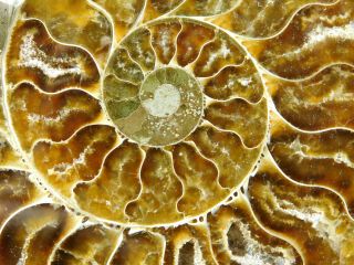 A Larger Cut & Polished 120 Million Year Old Ammonite Fossil With Stands 188gr