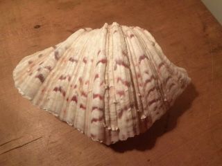 VINTAGE BEAR PAW CLAM SEASHELLS MATCHED PAIR 8 - 1/2 