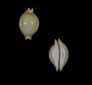 Cypraea Chiapponi - Top Seashells