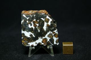 Sericho Pallasite Meteorite 39.  9 Grams (ser - 18)