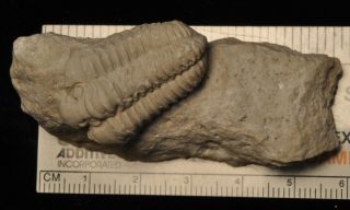 Fossil Trilobite - Calymene Celebra From Illinois