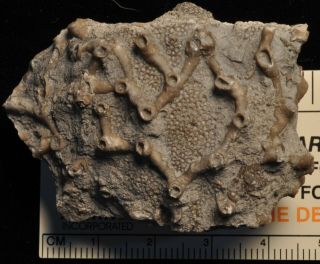 Fossil Coral - Aulopora Sp.  From Michigan