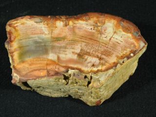 A Colorful Cut And Polished Petrified Wood Fossil From Madagascar 523gr