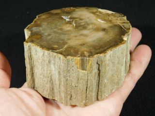 A Cut And Polished Petrified Wood Roller Fossil From Madagascar 693gr
