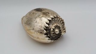 Large Natural Sea Shell - Hand Painted Silver