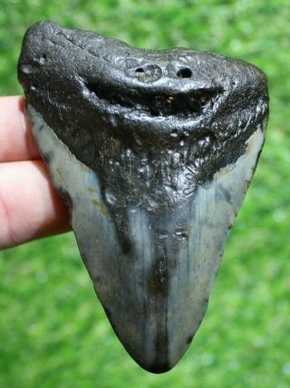 Megalodon Shark Tooth 3.  94 " Extinct Fossil Authentic Not Restored (cg18 - 230)