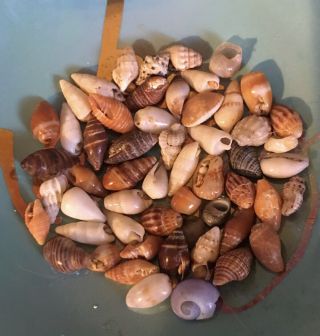 65 Very Small Handpicked Seashells From Kauai