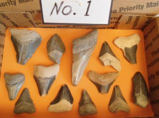 Box 1 13 Broken Megalodon Shark Teeth From Bone Valley Florida