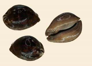 Seashell Cypraea Stercoraria 76.  5 Almadies Senegal