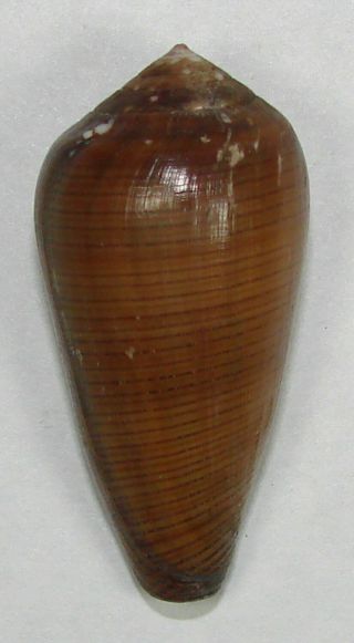Conus Pennaceus Vezoi 43.  33mm Rare Specimen Fort Dauphin,  Madagascar