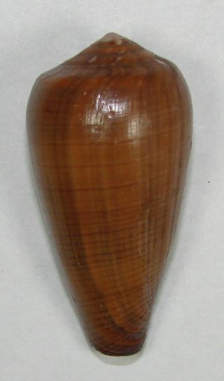 Conus Pennaceus Vezoi 45.  01mm Rare Specimen Fort Dauphin,  Madagascar