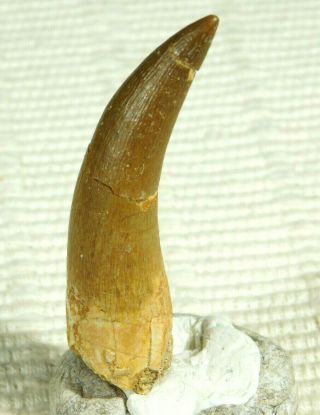 A Big 100 Natural S.  Maroccanus Spinosaurus Tooth Fossil From Morocco 12.  3gr