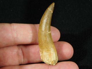 A Big 100 Natural S.  Maroccanus SPINOSAURUS TOOTH Fossil From Morocco 12.  3gr 2