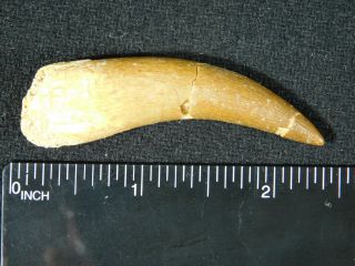 A Big 100 Natural S.  Maroccanus SPINOSAURUS TOOTH Fossil From Morocco 12.  3gr 3