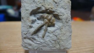 GEOLOGICAL ENTERPRISES Devonian Fossil Trilobite Dicranurus elegantulus Oklahoma 2