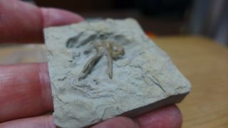 GEOLOGICAL ENTERPRISES Devonian Fossil Trilobite Dicranurus elegantulus Oklahoma 3