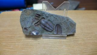 Geological Enterprises Rare Cambrian Fossil Trilobite Ellipsocephalus Hoffi Czec