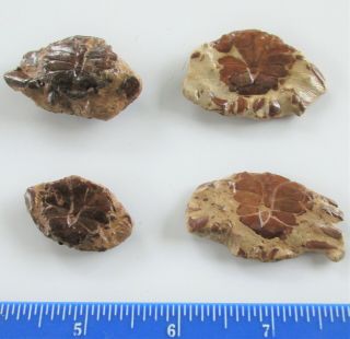 4 Fossil Pleistocene Crabs,  Pelican Island,  Galveston,  Texas Beaumont Fm