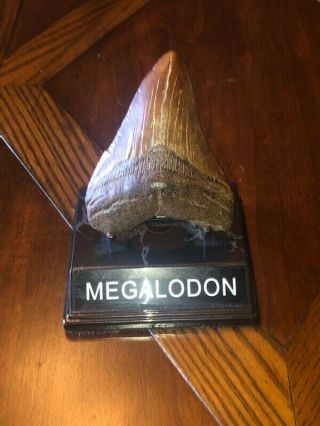 Megalodon Shark Tooth 3 - 1/2 Inch Fossil Shark Tooth