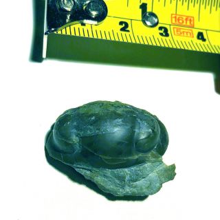 Nileus Armadillo Trilobite From Sweden,  0 Restoration,  Rare