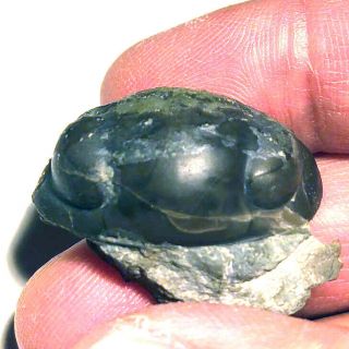 Nileus Armadillo Trilobite from Sweden,  0 Restoration,  rare 2