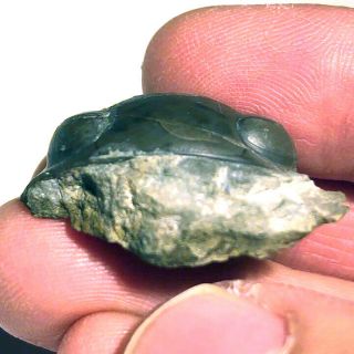 Nileus Armadillo Trilobite from Sweden,  0 Restoration,  rare 3