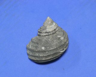 Formosa/shells/turbo Cornutus 46mm.  No Spine.  Japan